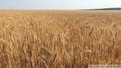 Бурятские ученые запатентовали метод увеличения урожайности зерна на 23%