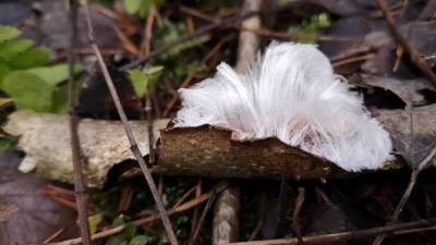 Редкое природное явление "ледяные волосы" обнаружили во Всеволожском районе