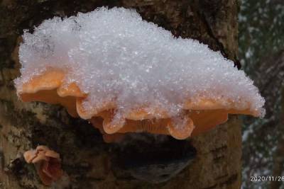 В Оленинском районе до сих пор растут грибы