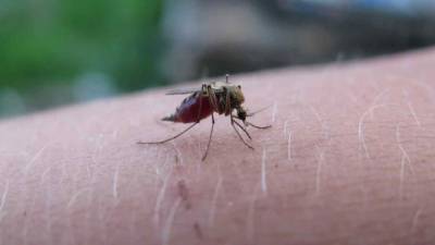 В ВОЗ сообщили, какая болезнь для жителей Африки опаснее коронавируса COVID-19 - live24.ru - Швейцария