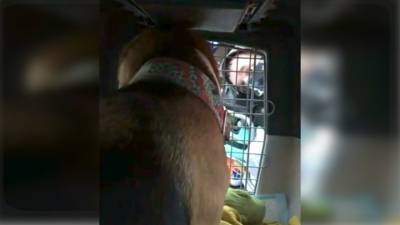 "Заткнись и жри!": грузчики в аэропорту дразнили собаку в переноске и попали на видео