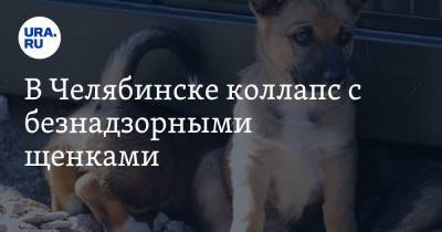 В Челябинске коллапс с безнадзорными щенками. Зоозащитники экстренно раздают животных
