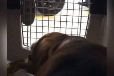 Что рычим?: камера сняла издевательства сотрудников аэропорта над собакой