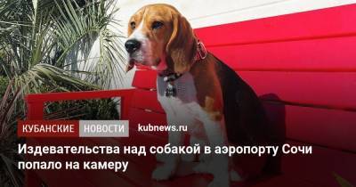 Издевательства над собакой в аэропорту Сочи попало на камеру - kubnews.ru - Сочи