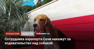 Сотрудника аэропорта Сочи накажут за издевательство над собакой