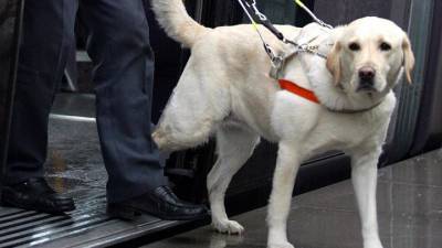 В Башкирии инвалиду отказали в проезде с собакой-поводырем