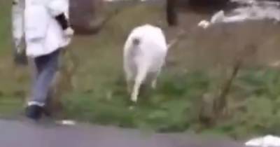 В московском районе вновь заметили коз