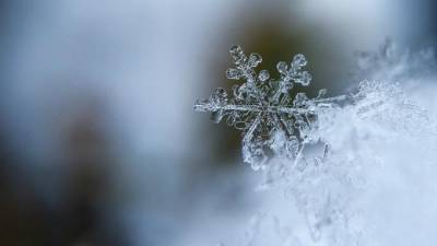В Ленобласти 1 декабря выпадет мокрый снег