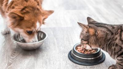 Как правильно кормить кошек и собак в квартирах в Израиле