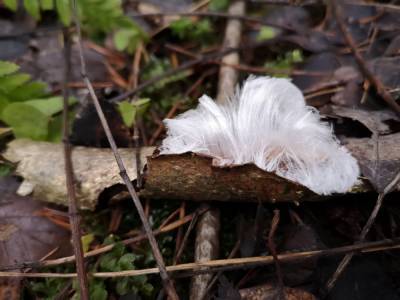 В лесу Всеволожского района заметили ледяные волосы
