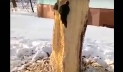 В Тюмени дятел четвертый день превращает дерево в опилки