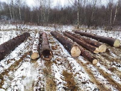 В Смоленской области «черных лесорубов» задержали с поличным