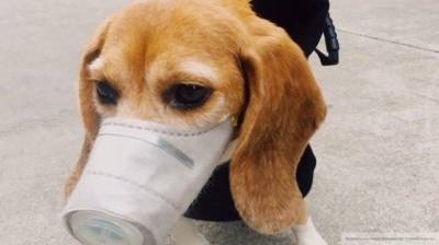 Хозяйка пса пожаловалась на поведение сотрудников аэропорта в Сочи
