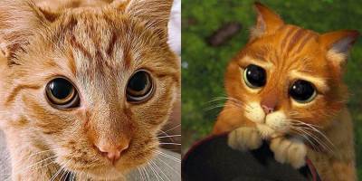 Помните кота с милыми глазами из Шрека? Кажется, его нашли в реальной жизни — видео