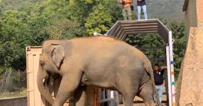 Певица Шер спасла толстого и одинокого слона из пакистанского зоопарка