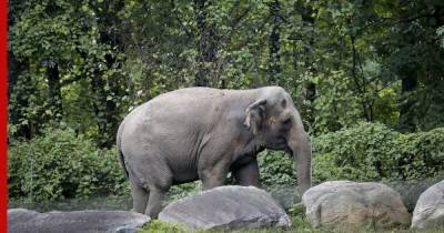 В США требуют признать человеком одинокую слониху Хэппи