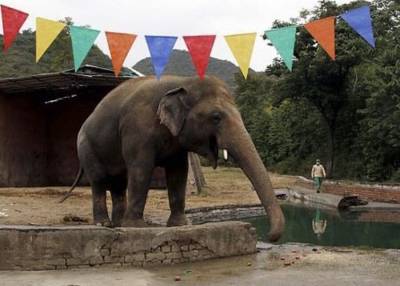 "Самый одинокий в мире слон" прибыл в камбоджийский заповедник