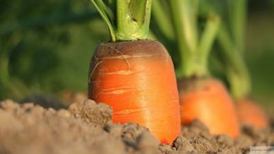 Россияне стали выращивать меньше овощей в личных подсобных хозяйствах