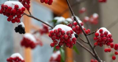 Первый день зимы будет холодным и местами снежным: прогноз погоды в Украине на вторник, 1 декабря