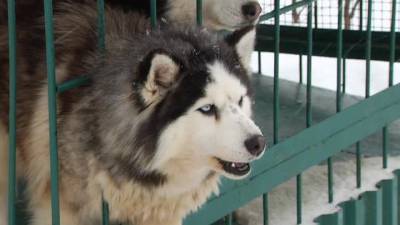 В Иркутской области местный житель героически спас уходящую под лед собаку