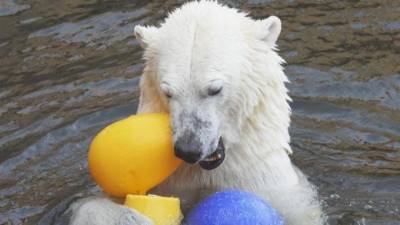 Белая медведица Хаарчаана отмечает свой день рождения в Ленинградском зоопарке