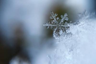 В Ленобласти 1 декабря выпадет снег