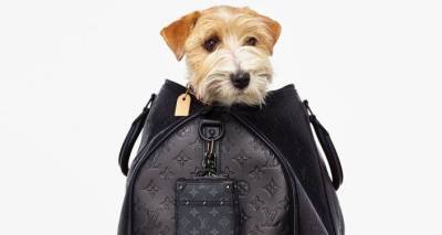 Почему бренды постят собак? 6 пород, которые милее, чем сумки Louis Vuitton