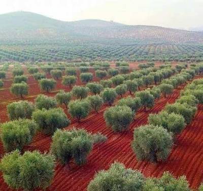 Турция выкачивает из Сирии оливковое масло