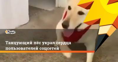 Танцующий пёс украл сердца пользователей соцсетей