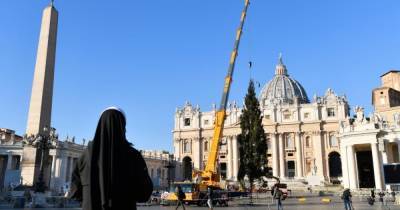 На главной площади Ватикана начали устанавливать новогоднюю елку (3 фото)