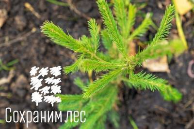 Крым завершил Всероссийскую лесную эстафету 8 тысячами новых деревьев