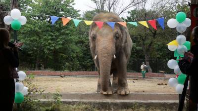 «Самый одинокий слон в мире» будет искать пару Камбодже