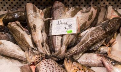 "Треска – уже редкость". Что происходит с рыбной ловлей в Латвии