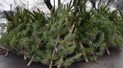 Стало известно, где будут продавать самые дешевые новогодние елки