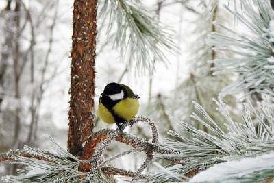 Метеоролог прогнозирует холодный декабрь в Украине: в восточных областях погода будет по-настоящему зимней
