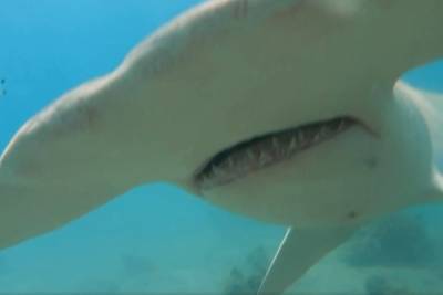Появилось видео, как мужчина отбился от акулы селфи-палкой