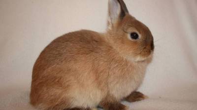 Карликовый кролик Рекс: особенности породы и ухода
