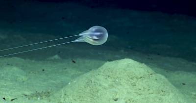Обнаружен новый вид невероятно маленьких морских существ