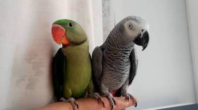 Содержание александрийского попугая – особенности породы