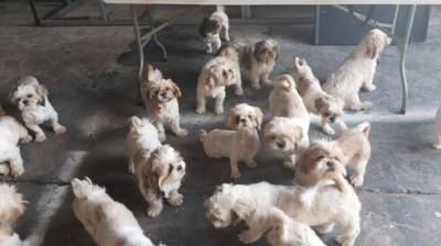 Минсельхоз: покупка собаки в нелегальном питомнике опасна для здоровья