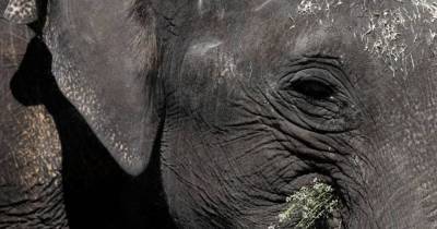 Спасали певица Шер и активисты: “самого одинокого в мире” слона приютил заповедник в Камбодже