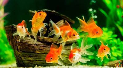Уход за аквариумными рыбками: как содержать домашний аквариум?