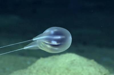 В Карибском море нашли новый вид удивительных морских существ