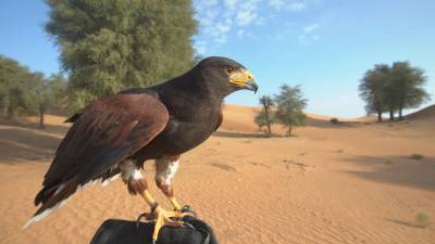 Заповедник в пустыне Дубая: животные и уникальный кемпинг