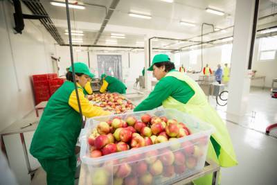 Экспорт яблок из Грузии вырос в 13 раз