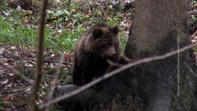 Медведь-шатун держит в страхе жителей подмосковного села