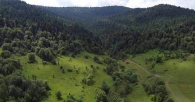 В Карпатах создадут новый национальный природный парк, – указ Зеленского