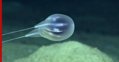 Ученые открыли новый вид ветящихся глубоководных существ