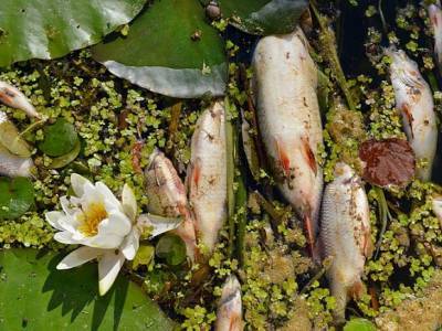 Вслед за Камчаткой: в Приморье побережье завалило дохлой рыбой (видео)