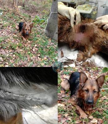 В Тверской области найден истязавший собаку живодер